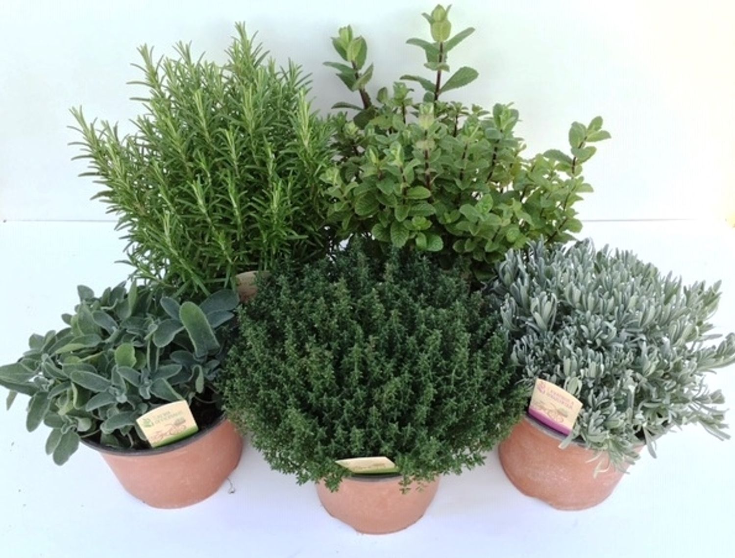 Herbs MIX — Plant Wholesale FlorAccess