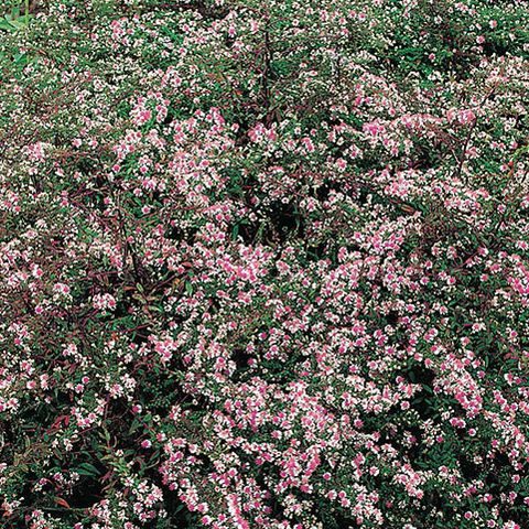 Aster lateriflorus 'Horizontalis' — Plant Wholesale FlorAccess