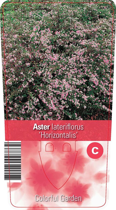 Aster lateriflorus 'Horizontalis'