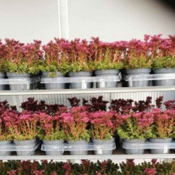 Sedum spurium 'Roseum Superbum'