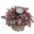 Peperomia caperata 'Cayenne'