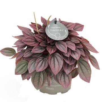 Peperomia caperata 'Cayenne'