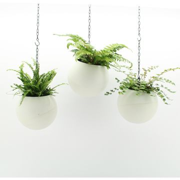 Ετοιμασίες Indoor Fern Mix