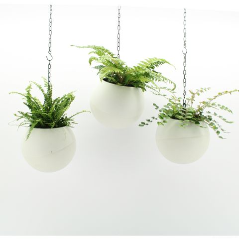 Ετοιμασίες Indoor Fern Mix