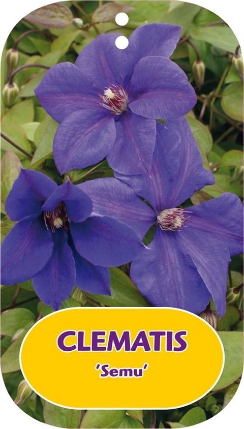 Clematis 'Semu' (LL)