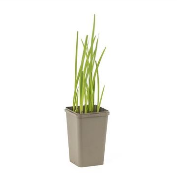 Hesperantha coccinea 'Mrs Hegarty'