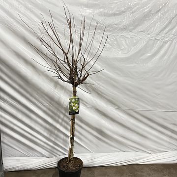 Physocarpus opulifolius 'Luteus'