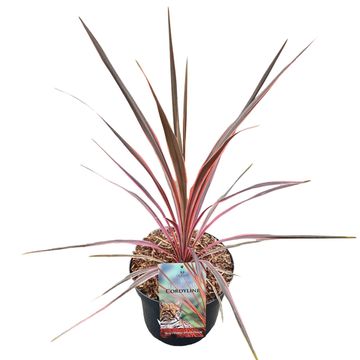 Cordyline australis 'Southern Splendour'