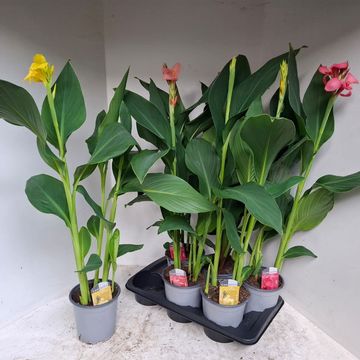 Canna CANNOVA MIX