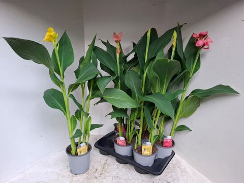 Canna CANNOVA MIX