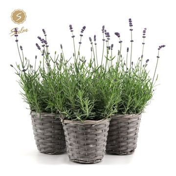 Lavandula angustifolia 'Felice'