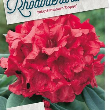 Rhododendron 'Dopey' (Y)