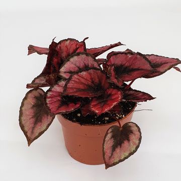Begonia MAGIC COLOURS RED KISS