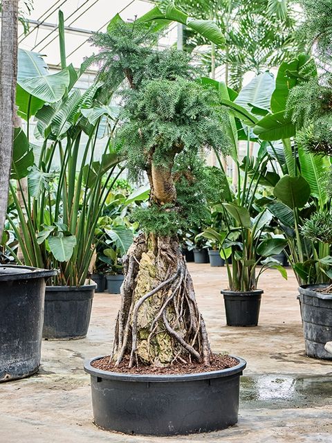 Araucaria bidwillii