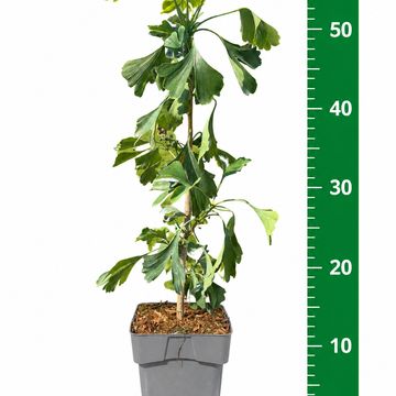 Ginkgo biloba