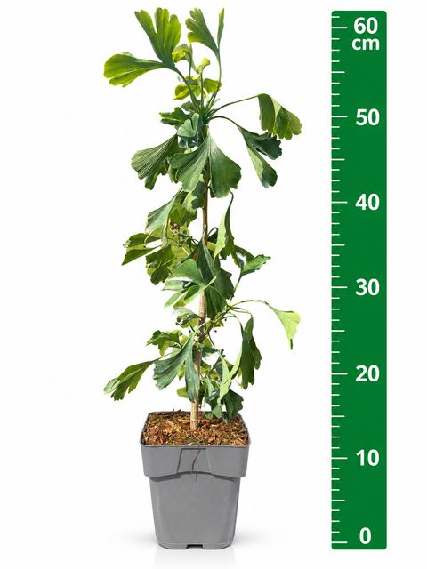 Ginkgo biloba
