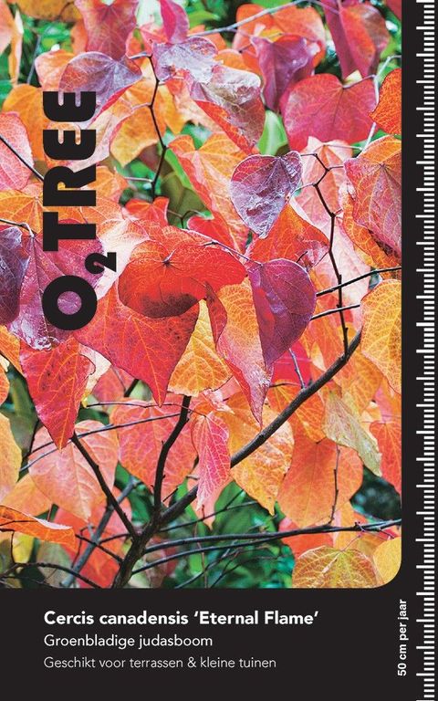 Cercis canadensis 'Eternal Flame'