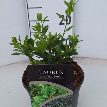 Laurus nobilis 'Bay Junior'