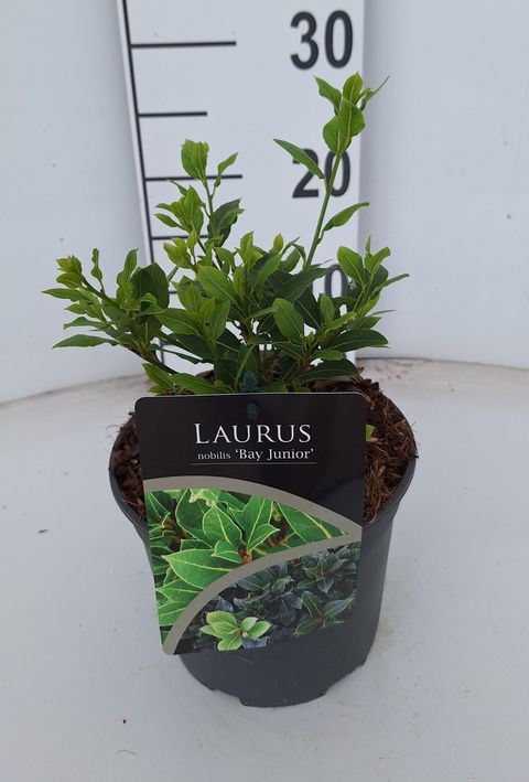 Laurus nobilis 'Bay Junior'