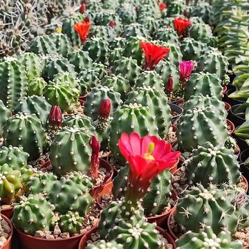 Echinocereus coccineus inermis