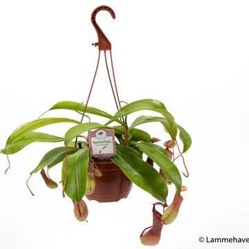 Nepenthes alata