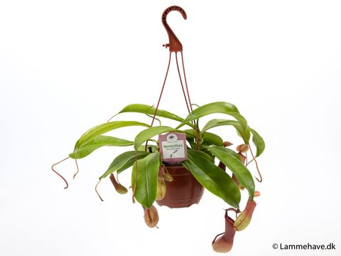 Nepenthes alata