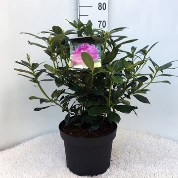 Rhododendron ponticum