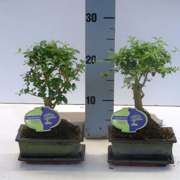 Ligustrum sinense