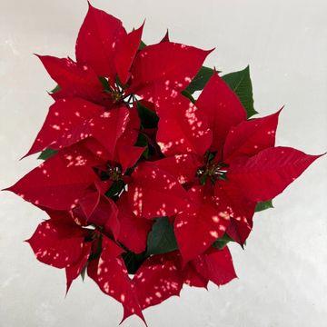Euphorbia pulcherrima FANTASY STAR RED
