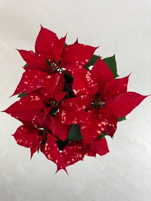 Euphorbia pulcherrima FANTASY STAR RED