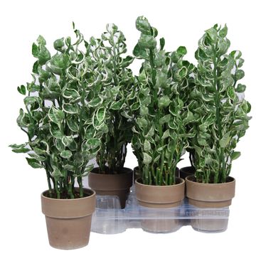 Pedilanthus tithymaloides 'Mystery Planet'