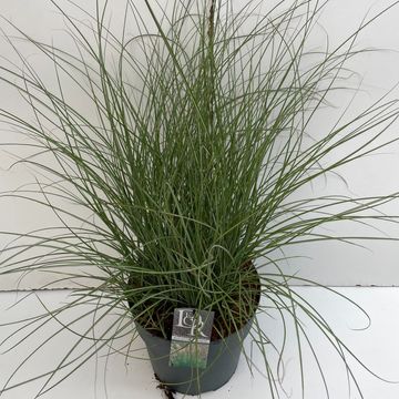 Miscanthus sinensis 'Adagio'