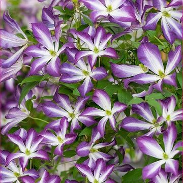 Clematis GLORIOUS CLOUD
