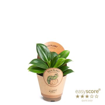 Filodendro 'Green Princess'