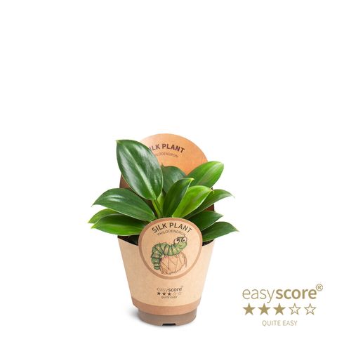 Filodendro 'Green Princess'