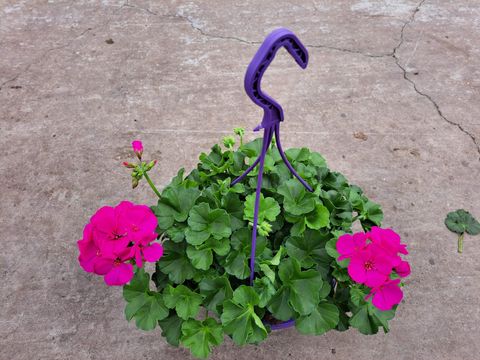 Pelargonium MARCADA PINK