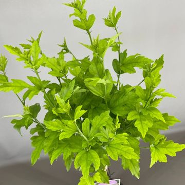 Hibiscus syriacus LAVENDER CHIFFON