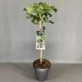 Ficus carica 'Brown Turkey'