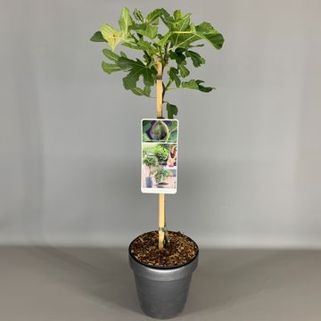 Ficus carica 'Brown Turkey'