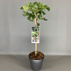 Ficus carica 'Brown Turkey'