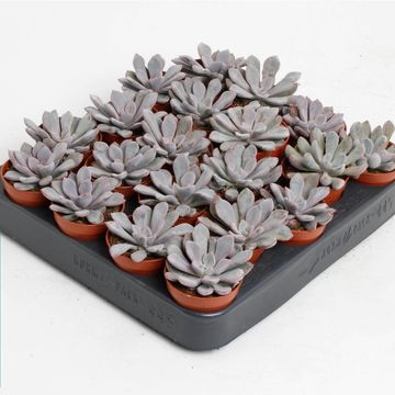 Echeveria 'Monica'