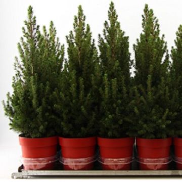 Picea glauca DECEMBER