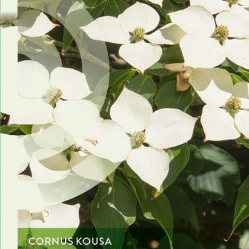 Cornus kousa 'Schmetterling'