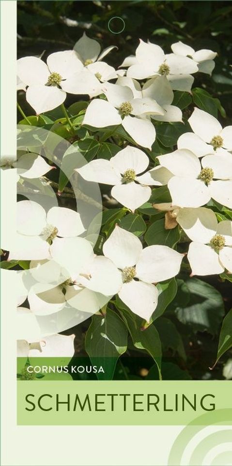 Cornus kousa 'Schmetterling'