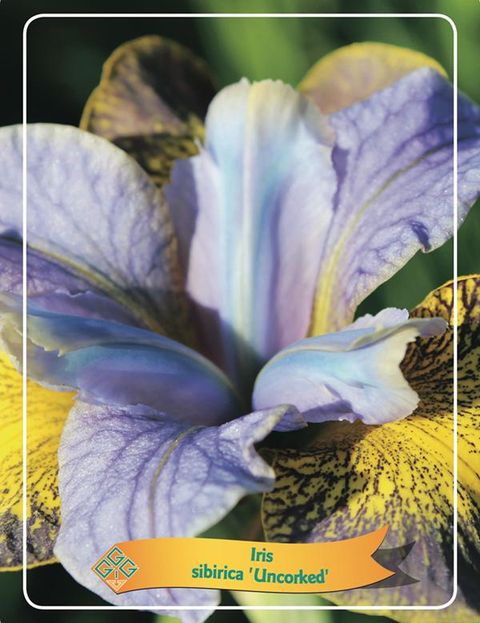 Iris sibirica 'Uncorked'