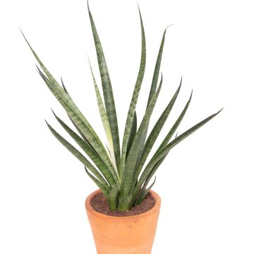 Sansevieria COMET KICHAKA