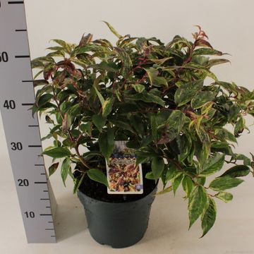 Leucothoe fontanesiana 'Rainbow'