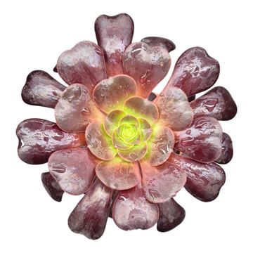 Aeonium arboreum 'Zwartkop'