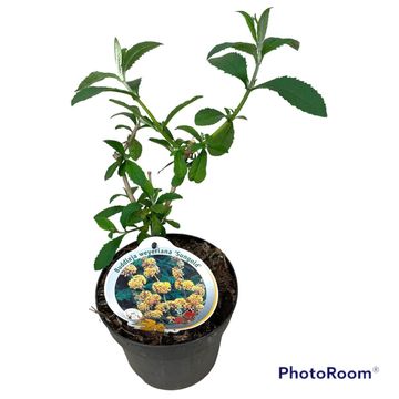 Buddleja x weyeriana 'Sungold'