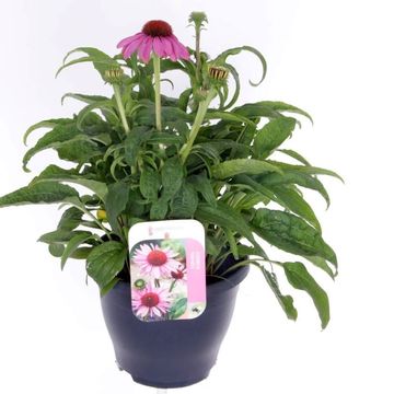 Echinacea SOMBRERO ROSE